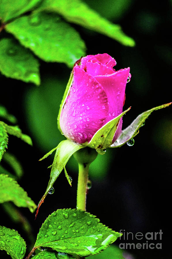 Droplet Rose #1 Photograph by Gerald Kloss