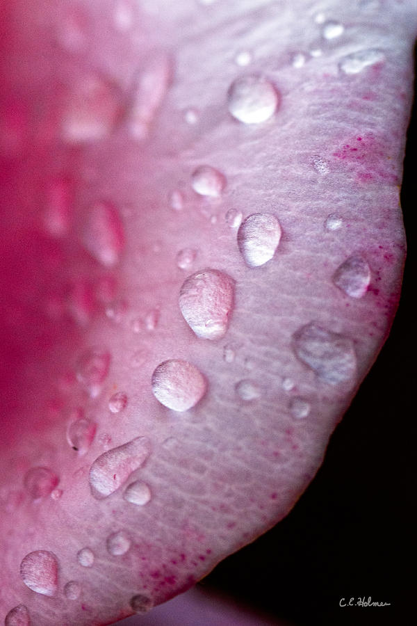 Droplets On Pink #1 Photograph by Christopher Holmes