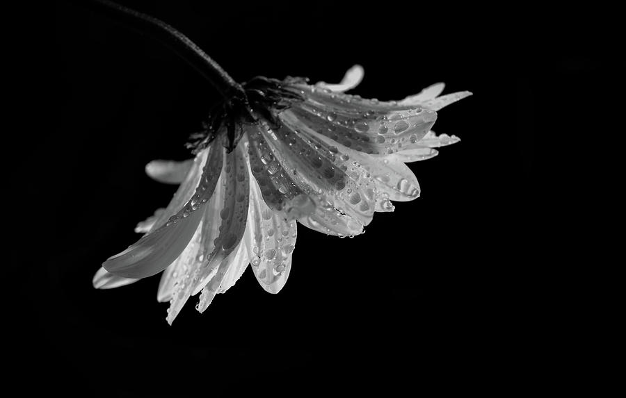 Drops on daisy flower #1 Photograph by Lilia S