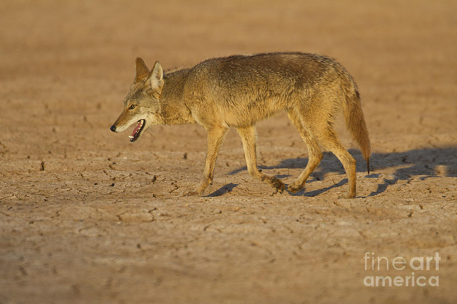 Coyote walking on a dry lake Photograph by Bryan Keil