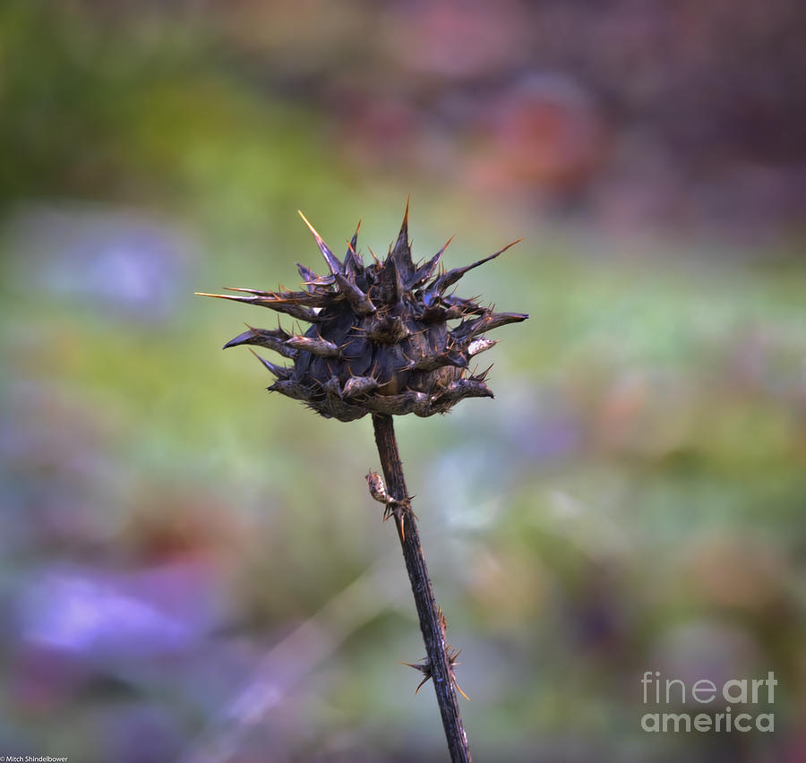 Dry Thistle #1 Photograph by Mitch Shindelbower