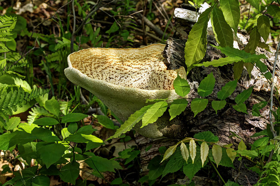 Dryads Saddle Bracket Fungi - Polyporus Squamosus #1 Photograph by Carol Senske