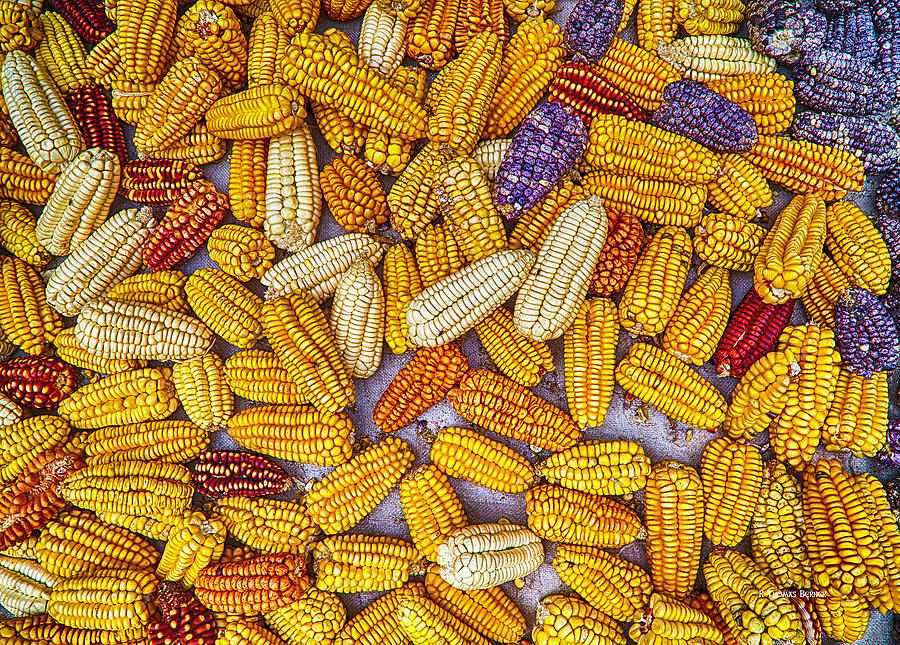 Drying Corn #1 Photograph by R Thomas Berner