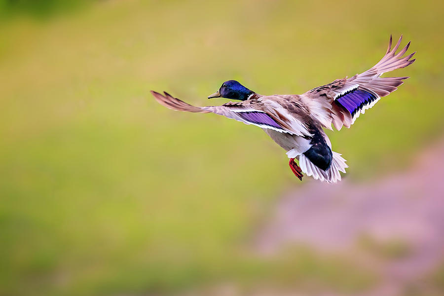 Duck-drake #1 Photograph by Peter Lakomy