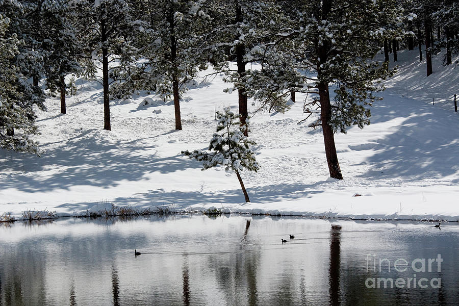 Cold  Duck Pond in Colorado Snow Photograph by Steven Krull