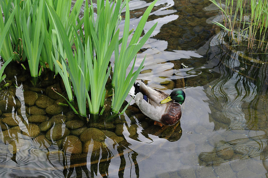 Duck Photograph - Duck Pond #1 by Terese Loeb Kreuzer