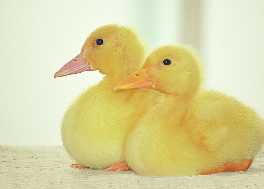 Ducklings Photograph by Ellen Henneke