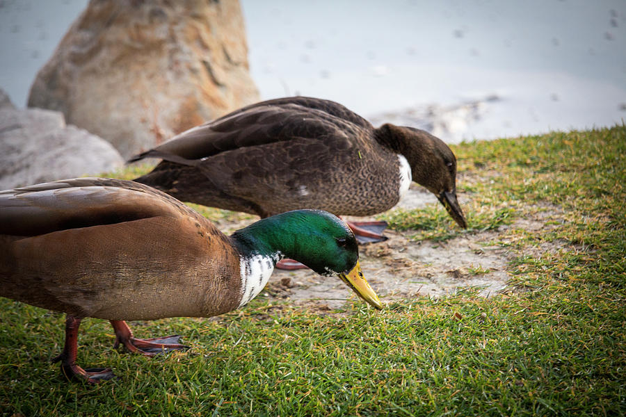 Ducks Feeding #1 Photograph by K Bradley Washburn