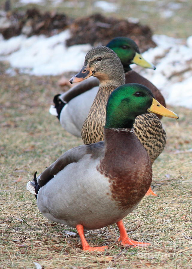 Ducks in a Row #1 Photograph by Carol Groenen