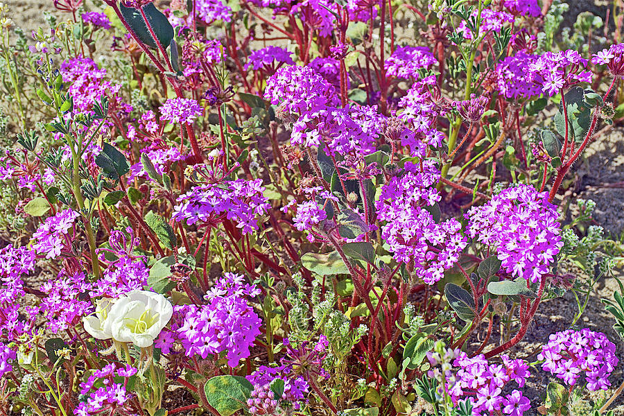 Dune Evening Primrose and Desert Sand Verbena in Anza-Borrego State Park-California  #1 Photograph by Ruth Hager