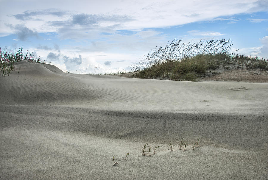 2007 Photograph - Dunes and Sea Oats by Lauren Brice
