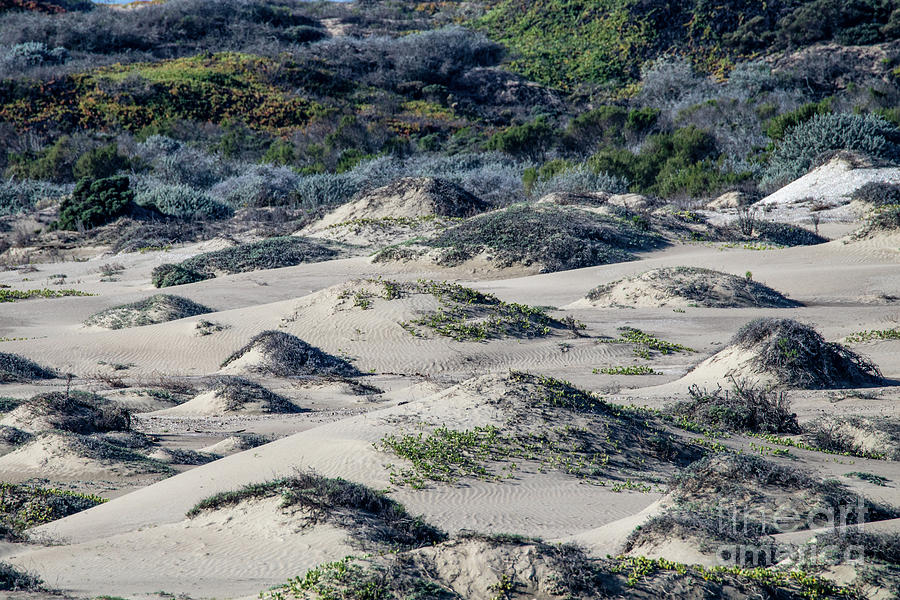 Sand Dunes Photograph - Dunes at Morro Bay 7A9490 by Stephen Parker