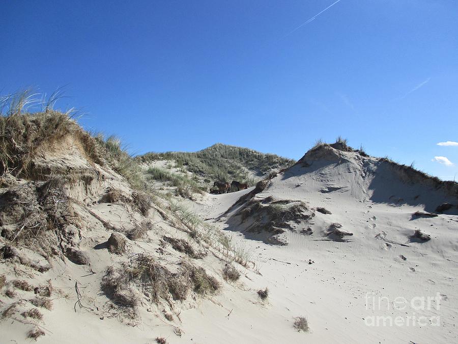 Dunes in the Noordhollandse duinreservaat #2 Photograph by Chani Demuijlder