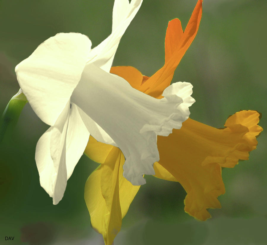 Duration Daffodil  #1 Mixed Media by Debra     Vatalaro