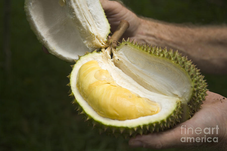 Durian Fruit Photograph by Inga Spence