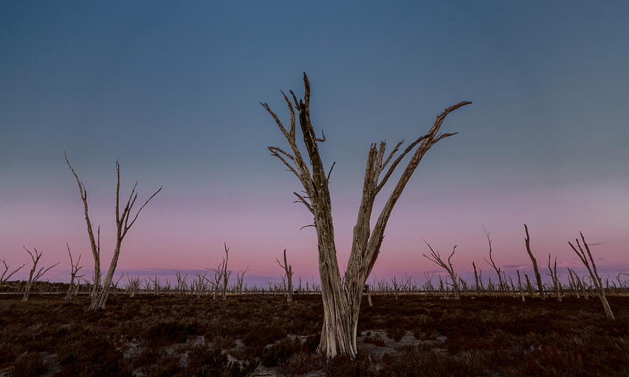 Dusk at Dumbleyung Lake by Julian Cook Dusk at Dumbleyung Lake by Julian Cook