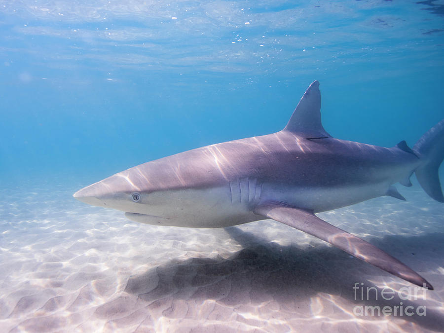 Dusky shark Carcharhinus obscurus #1 Photograph by Hagai Nativ