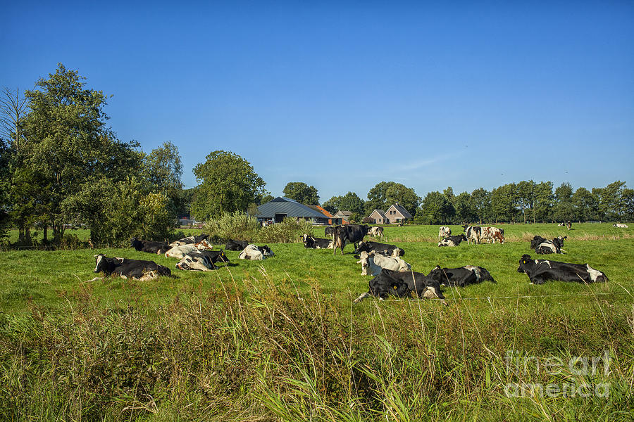 Dutch cows on pastures Photograph by Patricia Hofmeester