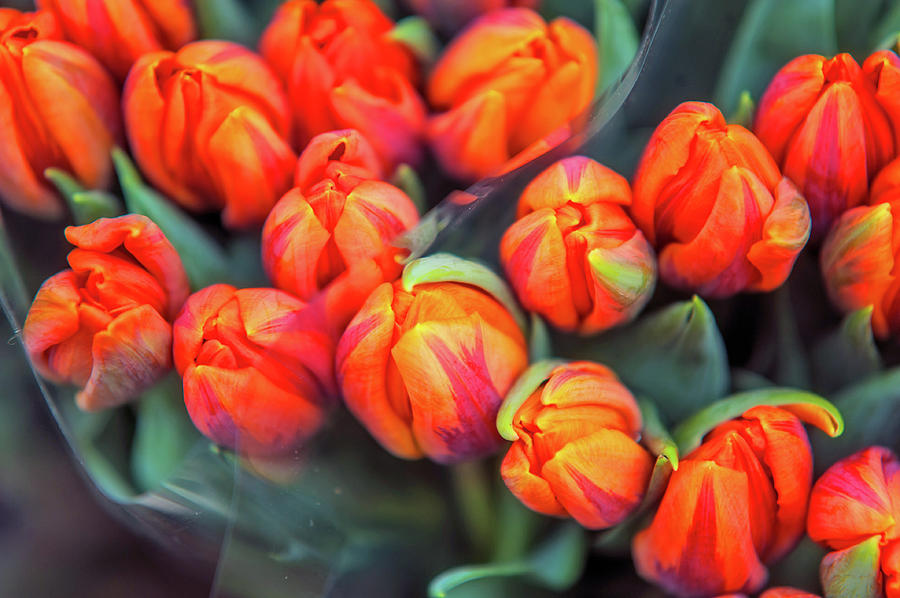 Dutch Orange Tulips #2 Photograph by Jenny Rainbow