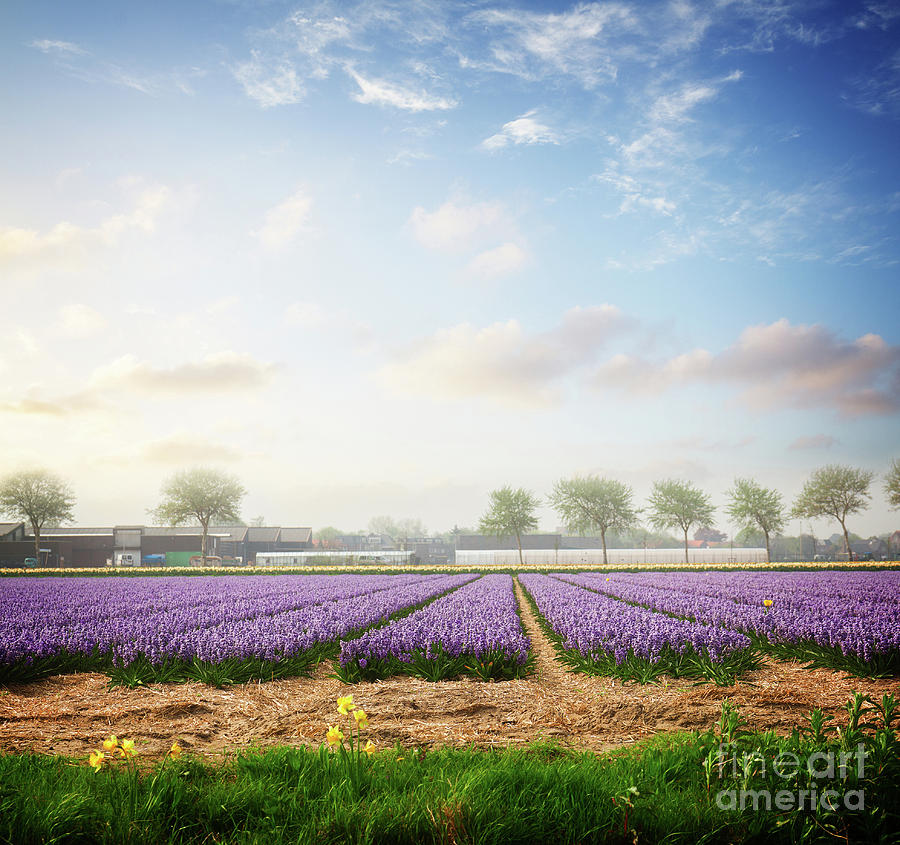 Dutch spring hyacinth flowers field #2 Photograph by Anastasy Yarmolovich