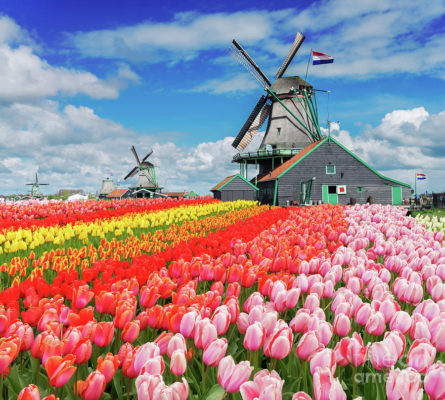 Dutch Windmills #2 Photograph by Anastasy Yarmolovich