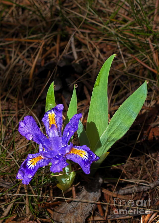 Dwarf Lake Iris #1 Photograph by Barbara McMahon