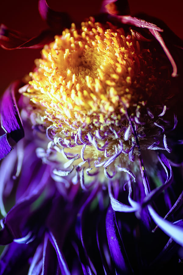 Dying Purple Chrysanthemum Flower Background #1 Photograph by John Williams