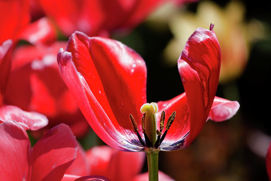 Dying Tulip Photograph by Robert Ullmann Fine Art America