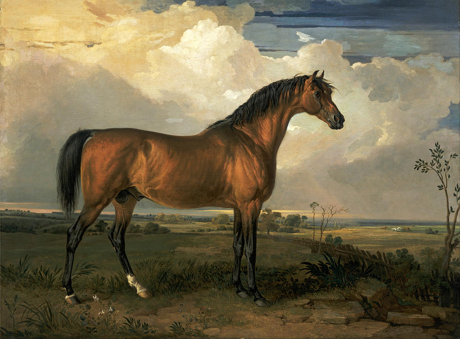 Eagle a Celebrated Stallion #1 Painting by James Ward