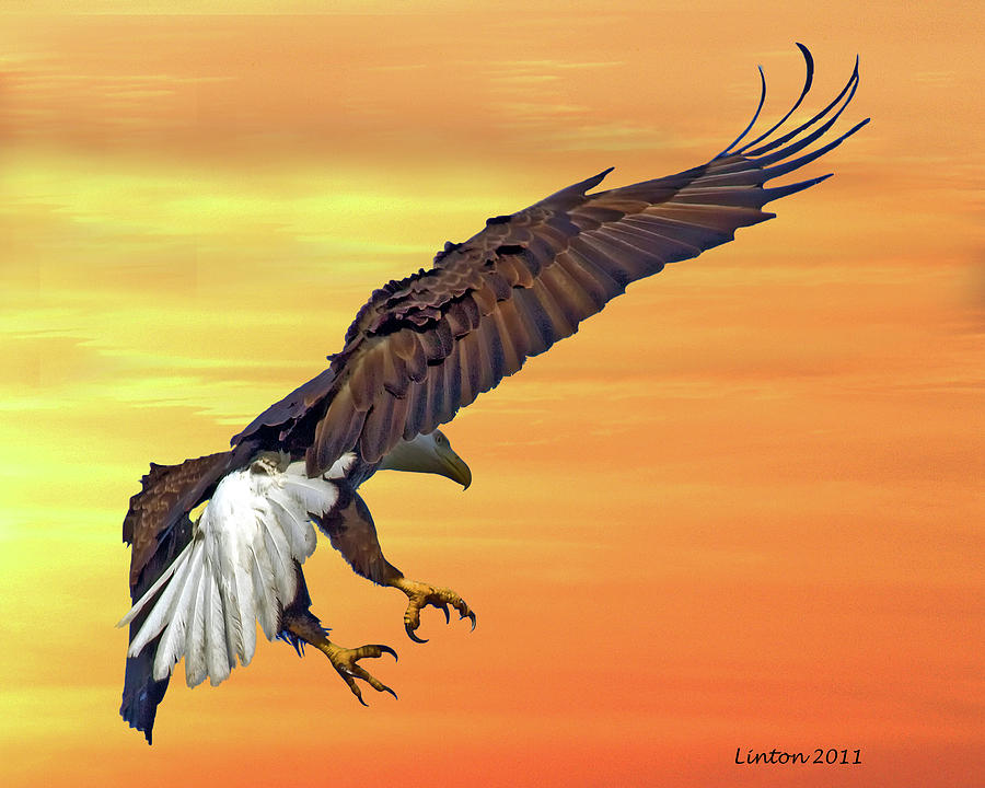 Eagle At Sunset #1 Photograph by Larry Linton