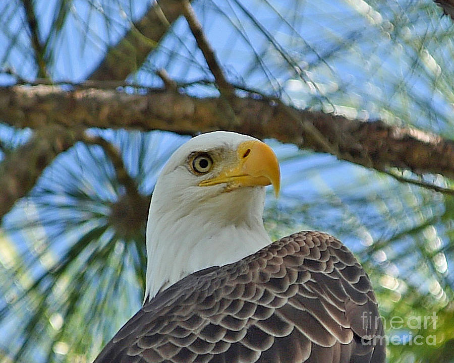 Eagle #1 Photograph by Don Solari