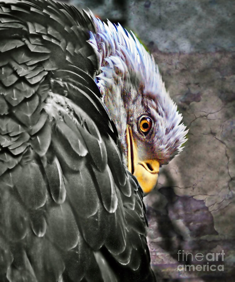 Eagle Photograph - Eagle Eye #1 by Catherine Melvin