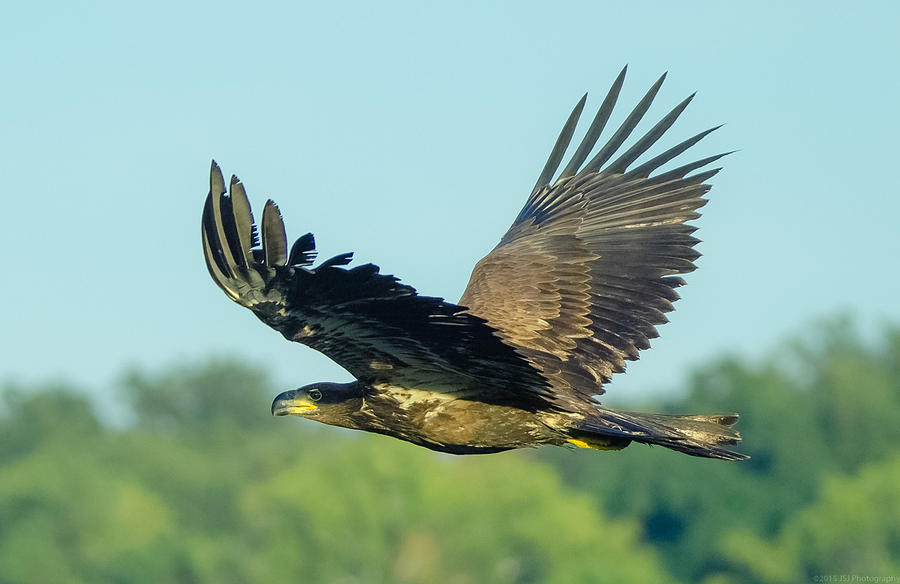Eagle Eye Under Wing #1 Photograph by Jeff at JSJ Photography