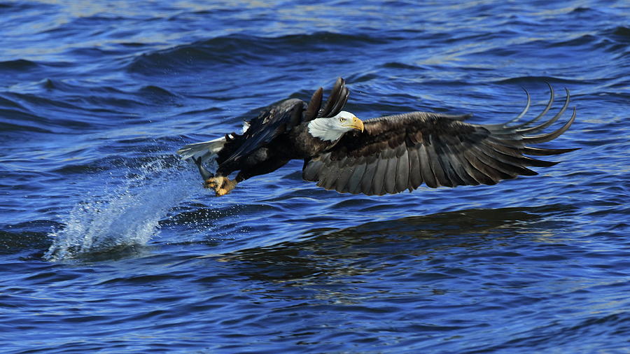 Eagle fish grab #1 Photograph by Coby Cooper