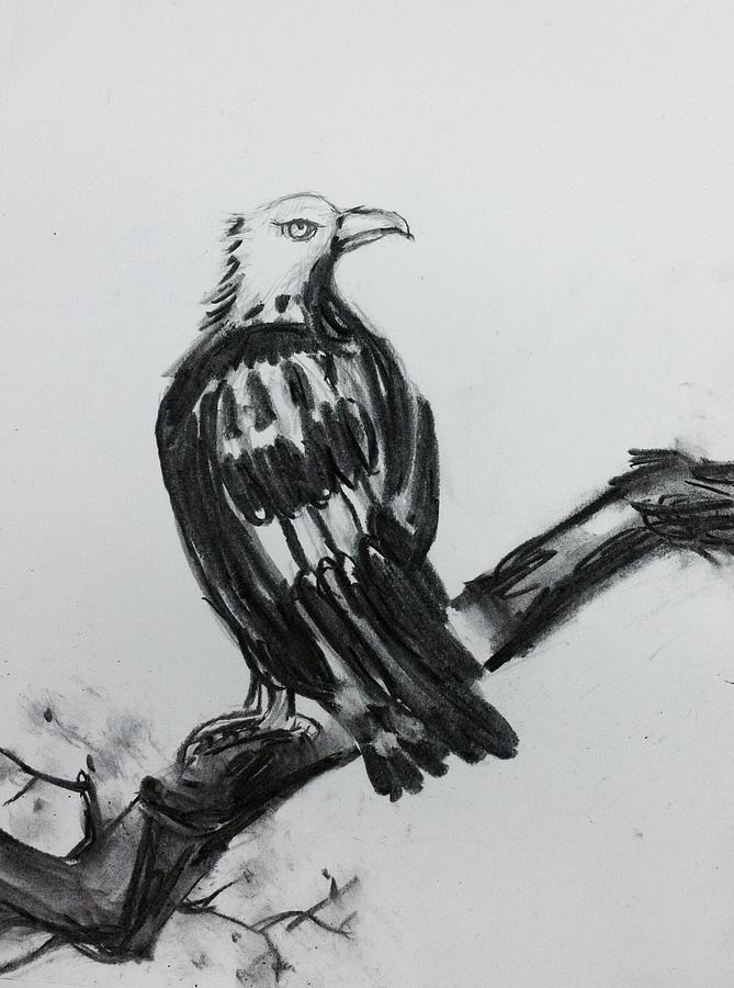 Eagle  #1 Drawing by Hae Kim
