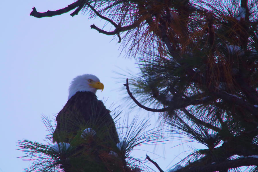 Eagle in a tree #1 Photograph by Jeff Swan
