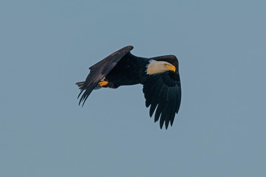 Eagle in Flight #1 Photograph by Ira Marcus