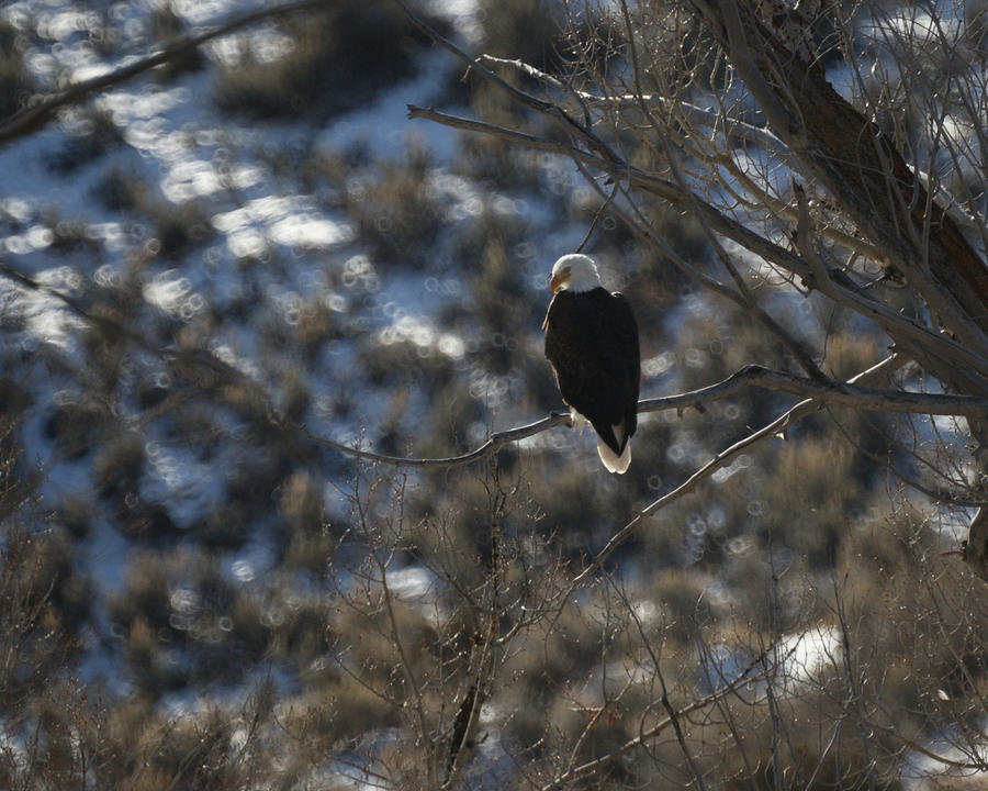 Eagle in Tree #1 Photograph by Ernest Echols