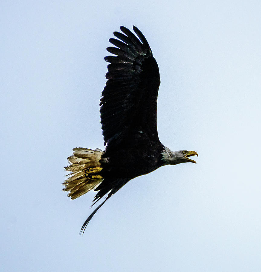 Eagle Photograph by Jerry Cahill