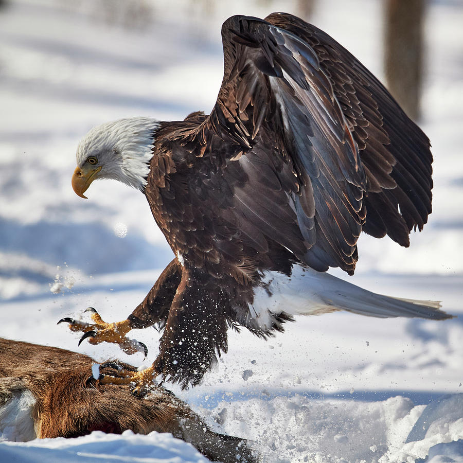 Eagle Photograph - Eagle Landing #1 by Paul Freidlund