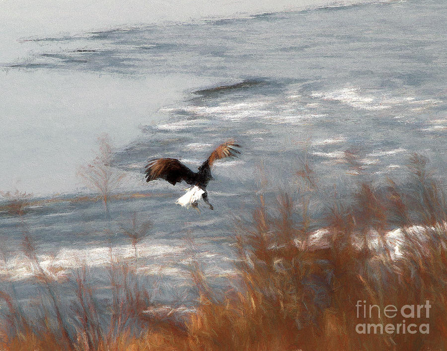 Eagle on The Illinois River #1 Photograph by John Freidenberg