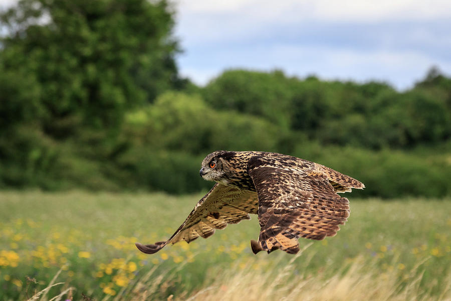Eagle owl #1 Photograph by Chris Smith
