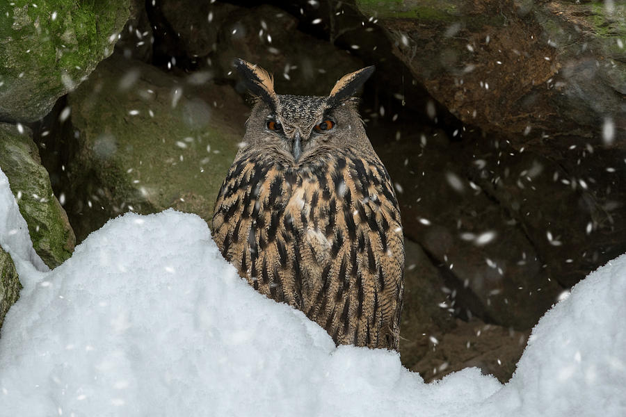 Eagle Owl in Winter #1 Photograph by Arterra Picture Library