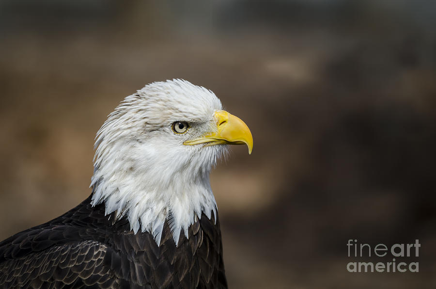 Eagle Profile Photograph by Andrea Silies