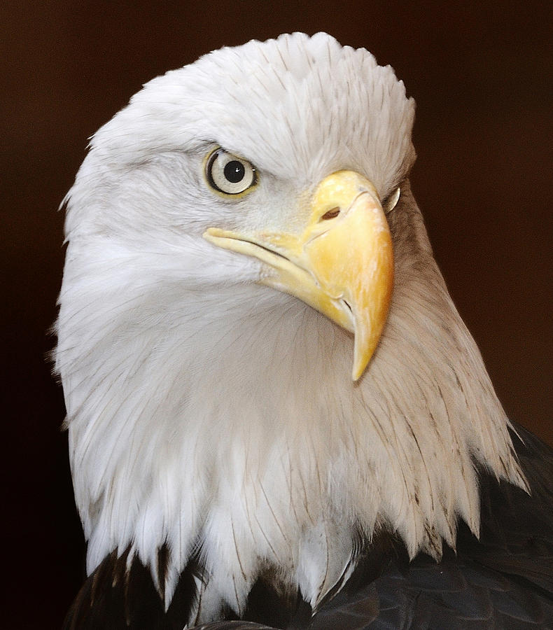 Eagle Profile Photograph by Clarence Alford - Fine Art America