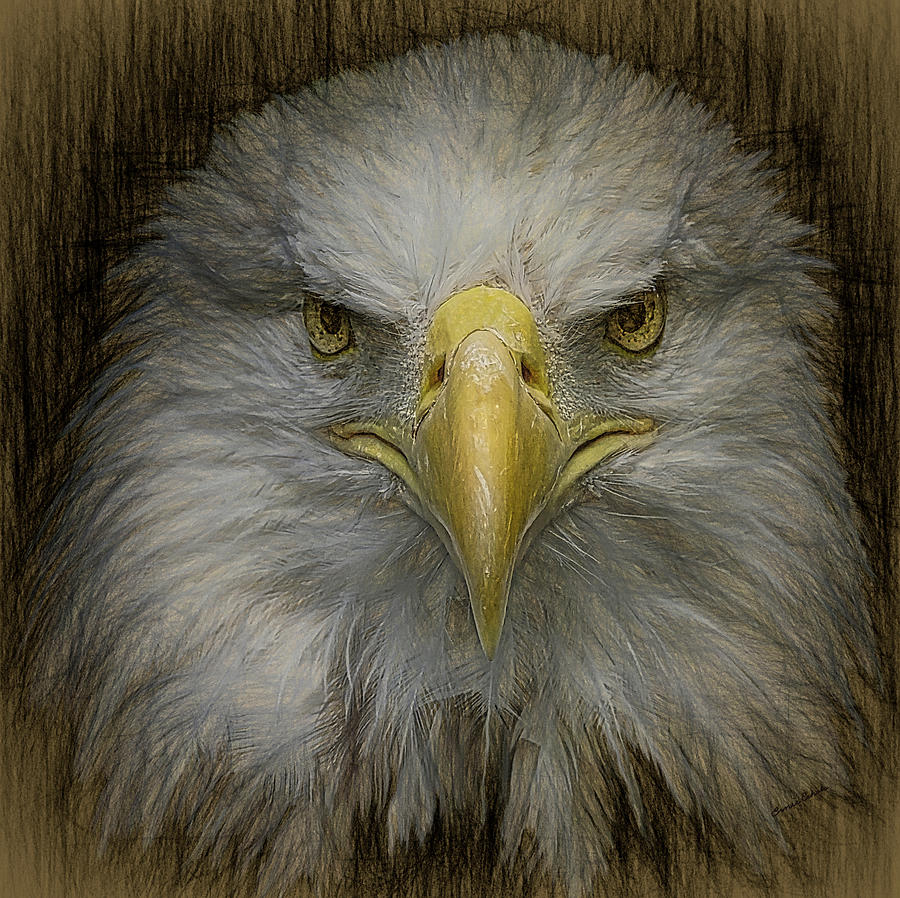 Eagle Stare 2 #1 Digital Art by Ernest Echols