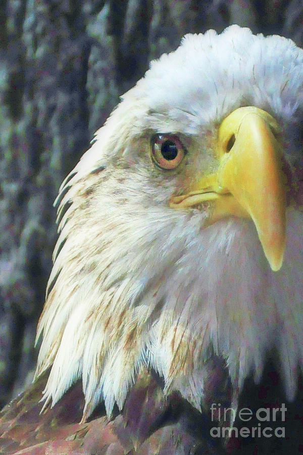 Eagle #1 Photograph by Susan Cliett