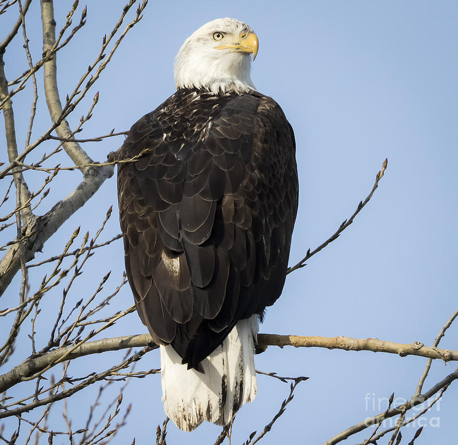 Bird Photograph - Eagle Watch #2 by Ricky L Jones