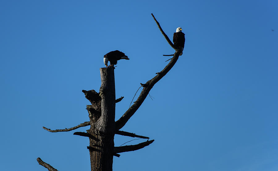 Bald Eagles at Semiahmoo Photograph by Tom Cochran