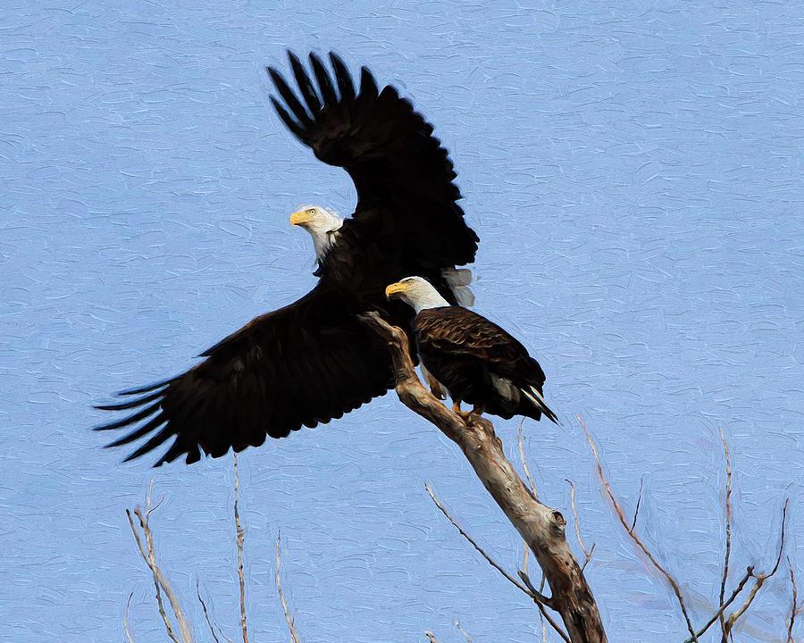 Eagles #1 Photograph by John Freidenberg